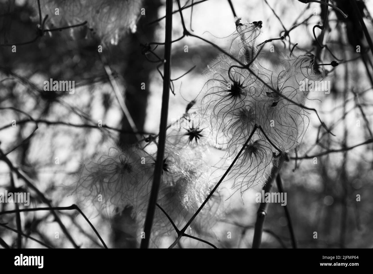 Slhouette monocromatica di pianta unica Foto Stock