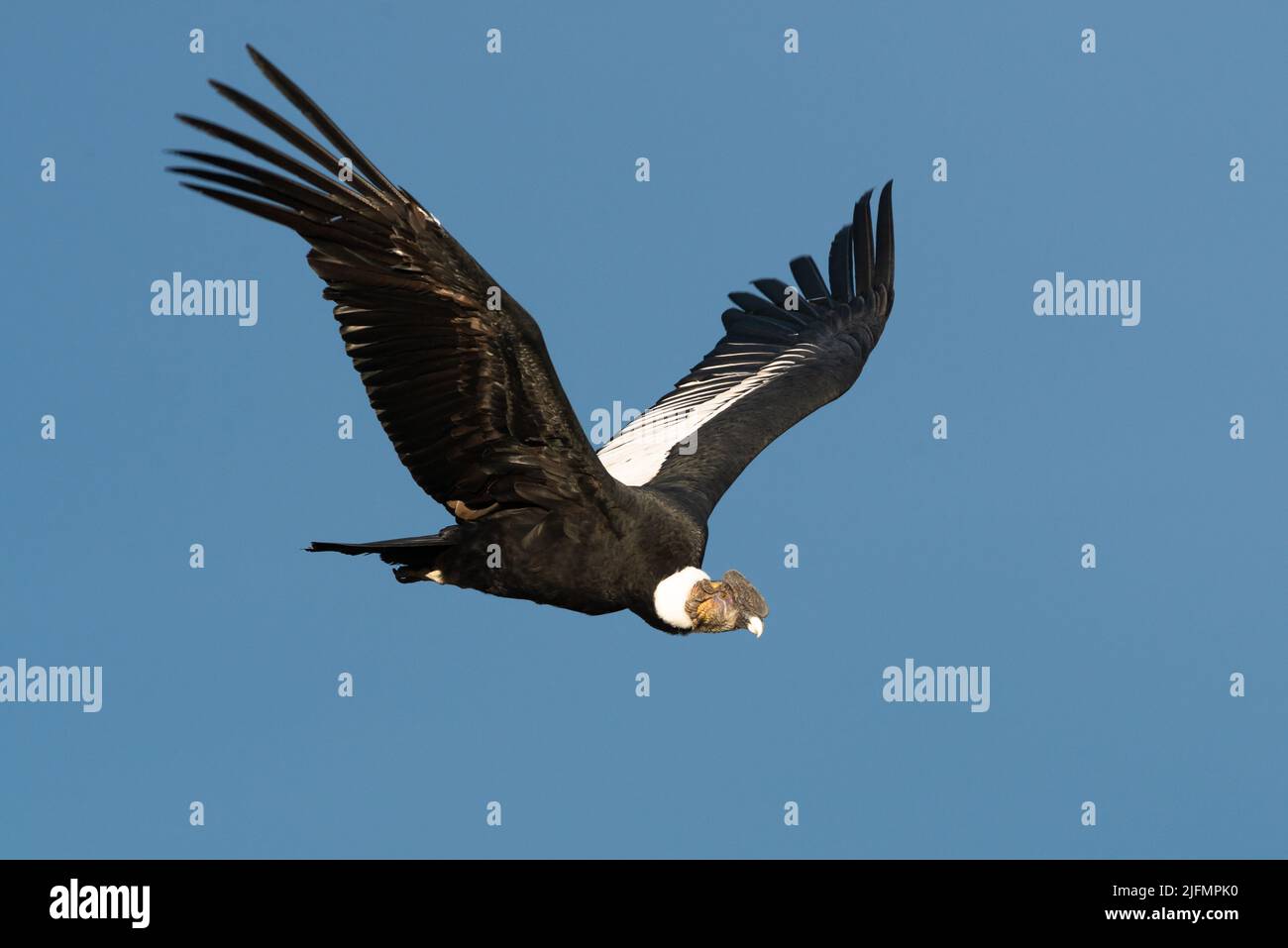 Un Condor andino (Vultur gryphus) vicino Torres del Paine N.P., Cile del Sud Foto Stock
