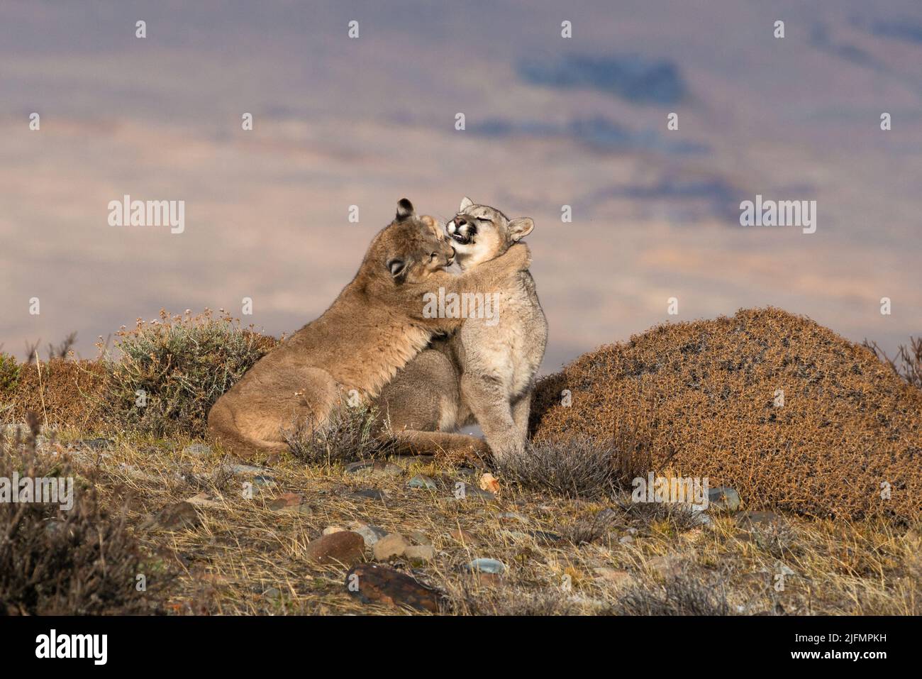 Cuccioli di Puma che giocano nei pressi di Torres del Paine N.P., Cile meridionale Foto Stock