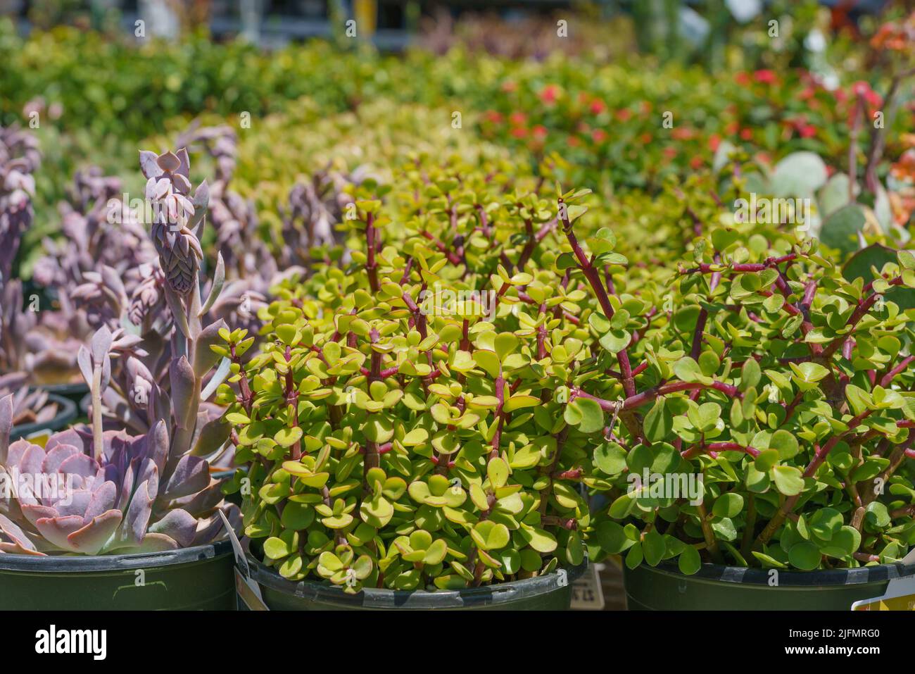 Varietà di piante succulente. I tipi popolari di succulenti si avvicinano. Foto Stock