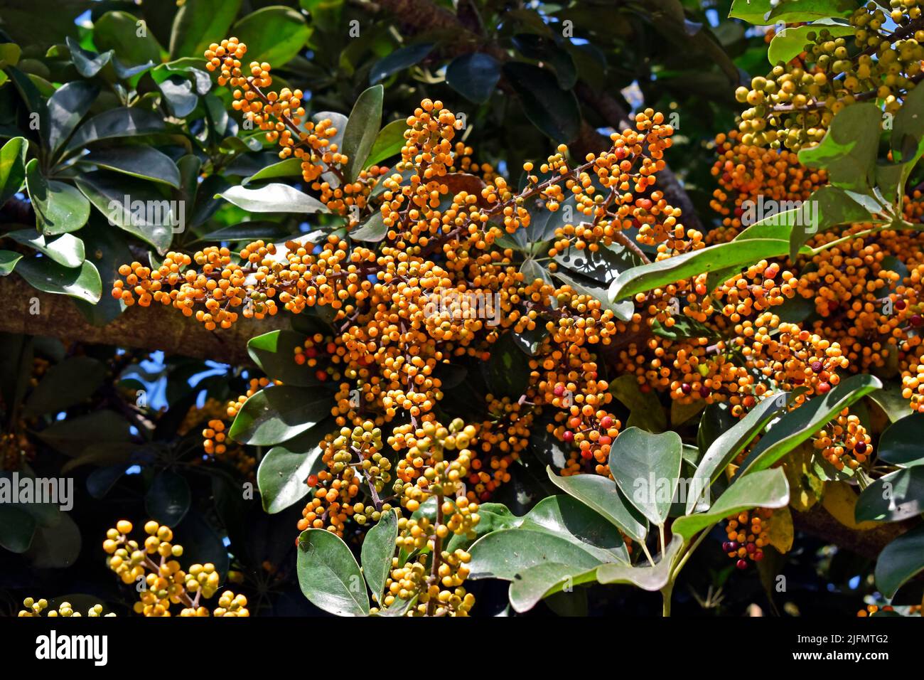 Ombrello nano (Schefflera arboricola) in giardino Foto Stock