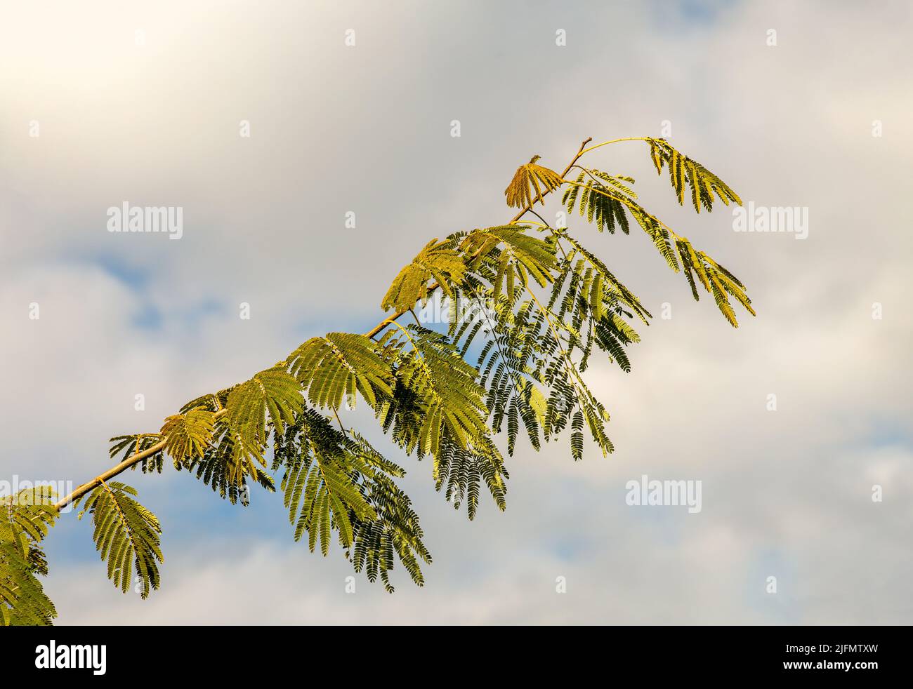 Albizia julibrissin, l'albero di seta persiano o albero di seta rosa, è una specie di albero della famiglia Fabaceae, originaria dell'Asia sud-occidentale e orientale. Foto Stock