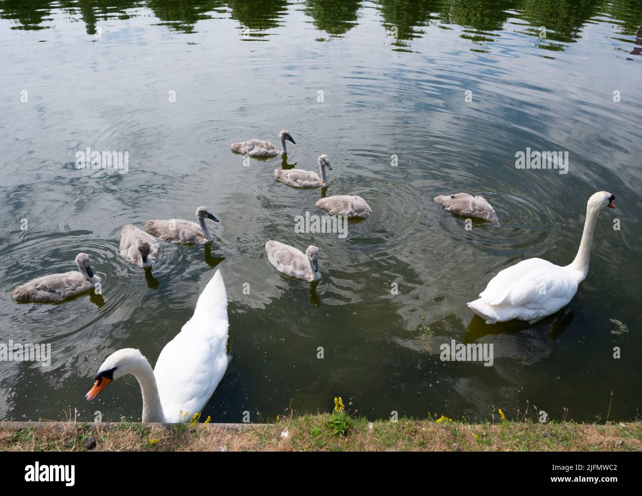 Hampton Court Palace, Surrey, Regno Unito. 4 luglio 2022. RHS Hampton Court Palace Garden Festival giornata stampa per lo spettacolo di fiori più grande del mondo, in programma fino al 9 luglio 2022. Immagine: Una famiglia di cigni scricchiola per cibo al fianco della riva del Long Water. Credit: Malcolm Park/Alamy Live News Foto Stock