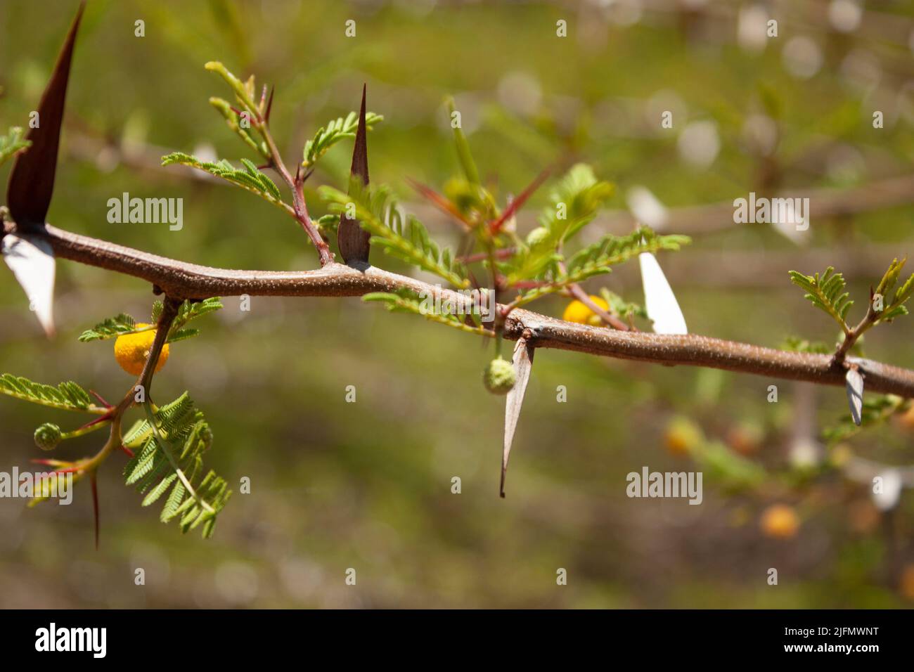 Sfera concentrica fiore giallo selvatico circondato da rami spinosi e piccoli rami di fogliame verde Foto Stock