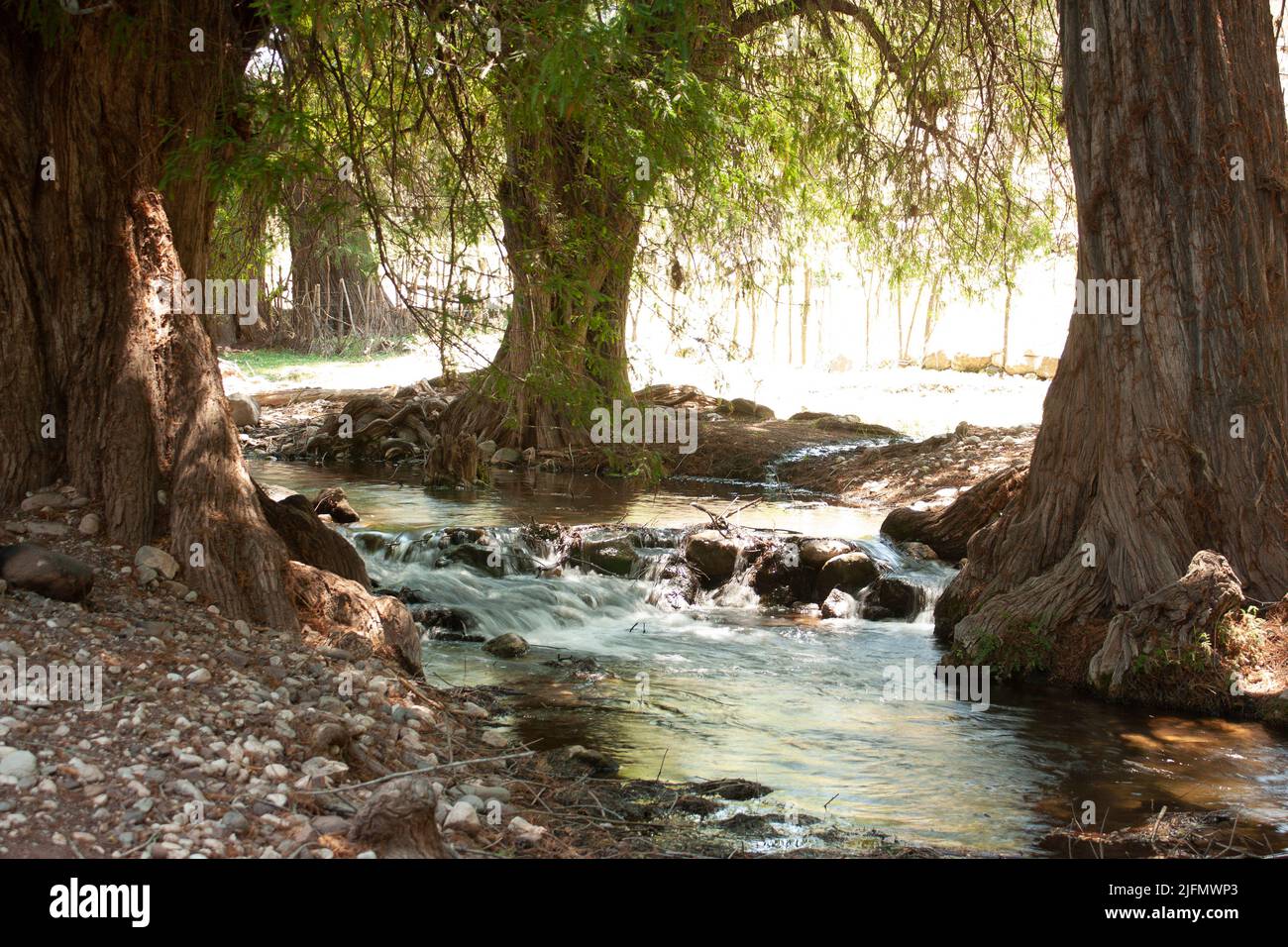 Il fiume Banck corre rinfrescante e acqua pura tra alberi e rocce nello stato di Puebla Messico chiamato avocado Foto Stock