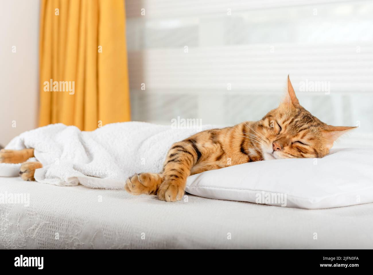 Il gatto domestico di Bengala dorme su un cuscino nella camera da letto. Foto Stock