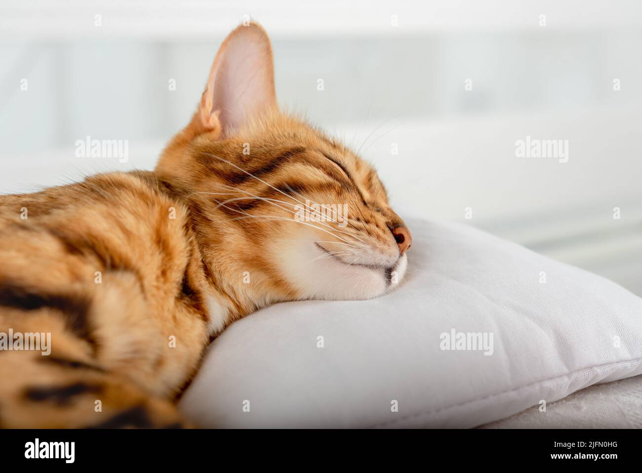 Primo piano di un gatto domestico addormentato carino su un cuscino bianco. Foto Stock