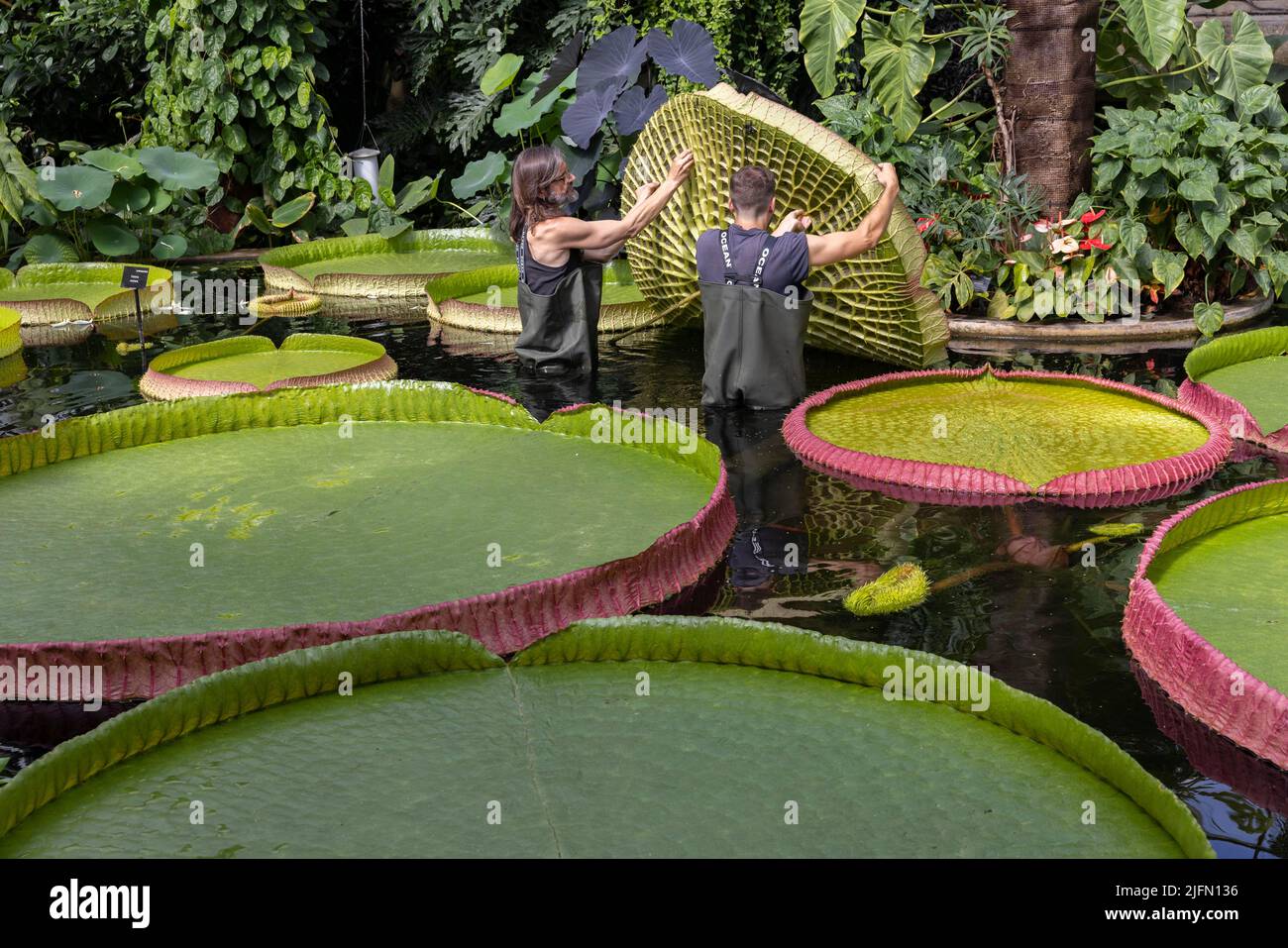 L'orticulturista Carlos Magdalena con l'artista botanico freelance Kew Lucy Smith tra il giglio gigante 'genere Victoria', Kew Gardens, Surrey, Regno Unito Foto Stock