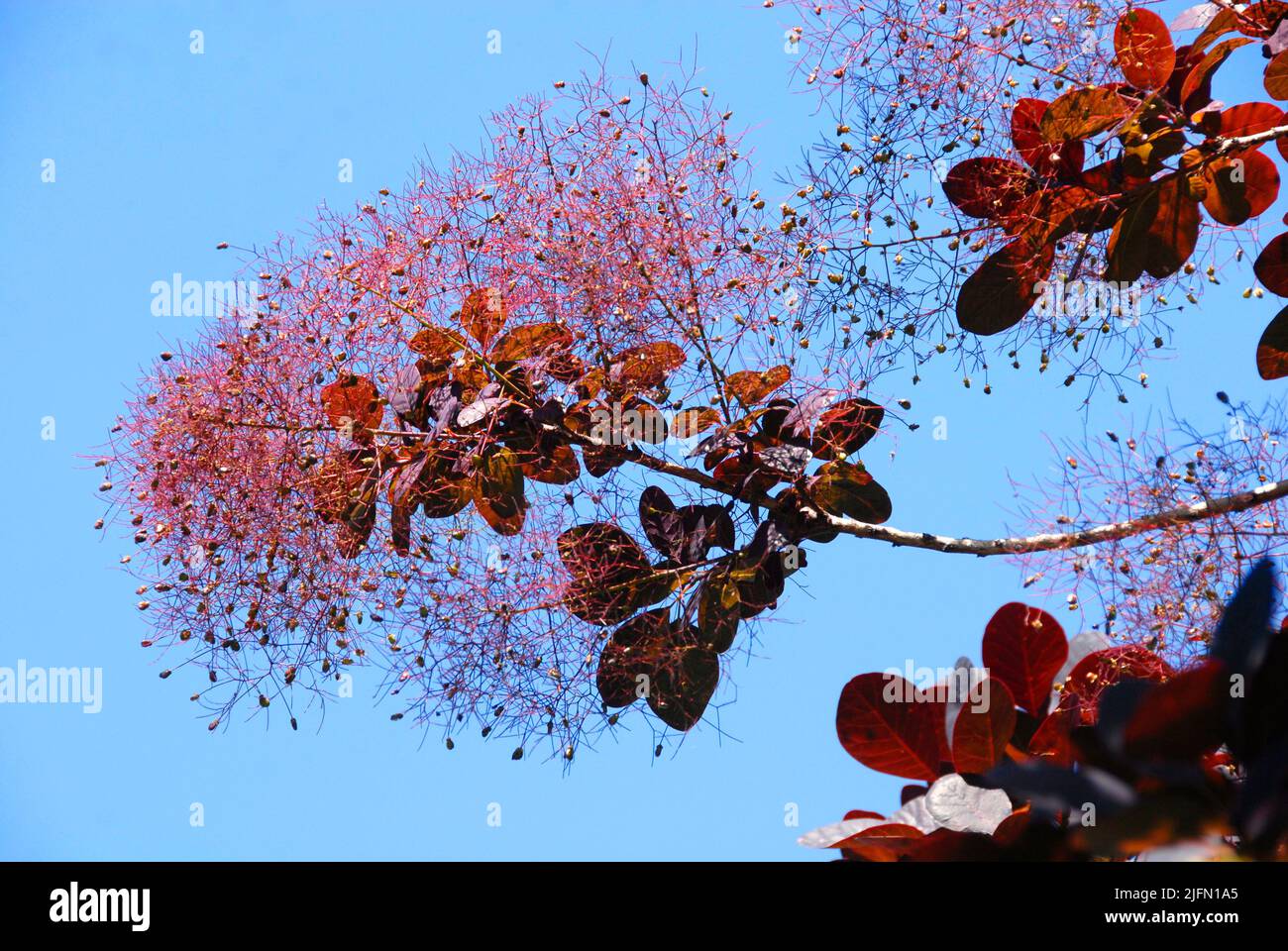 Cotinus coggygria contro il cielo blu senza nuvole Foto Stock