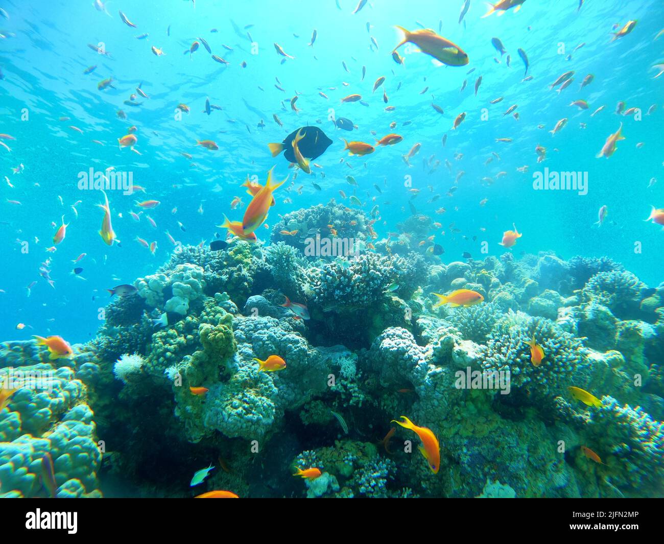 Barriera corallina e piante d'acqua nel Mar Rosso, Eilat Israele Foto Stock