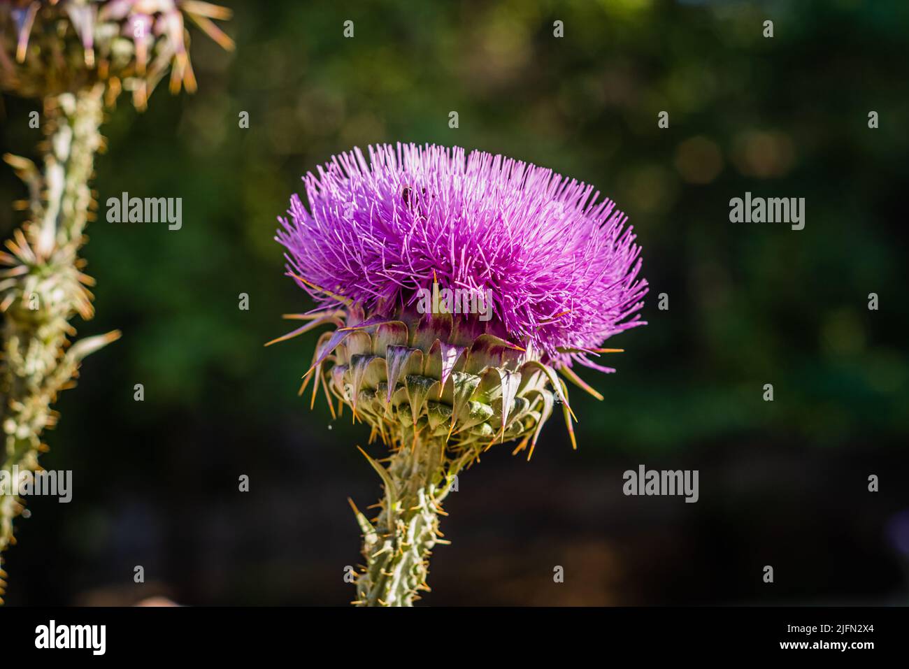 Vista sul Thistle di cotone (Onopordum acanthium). Sfondo verde. Foto Stock