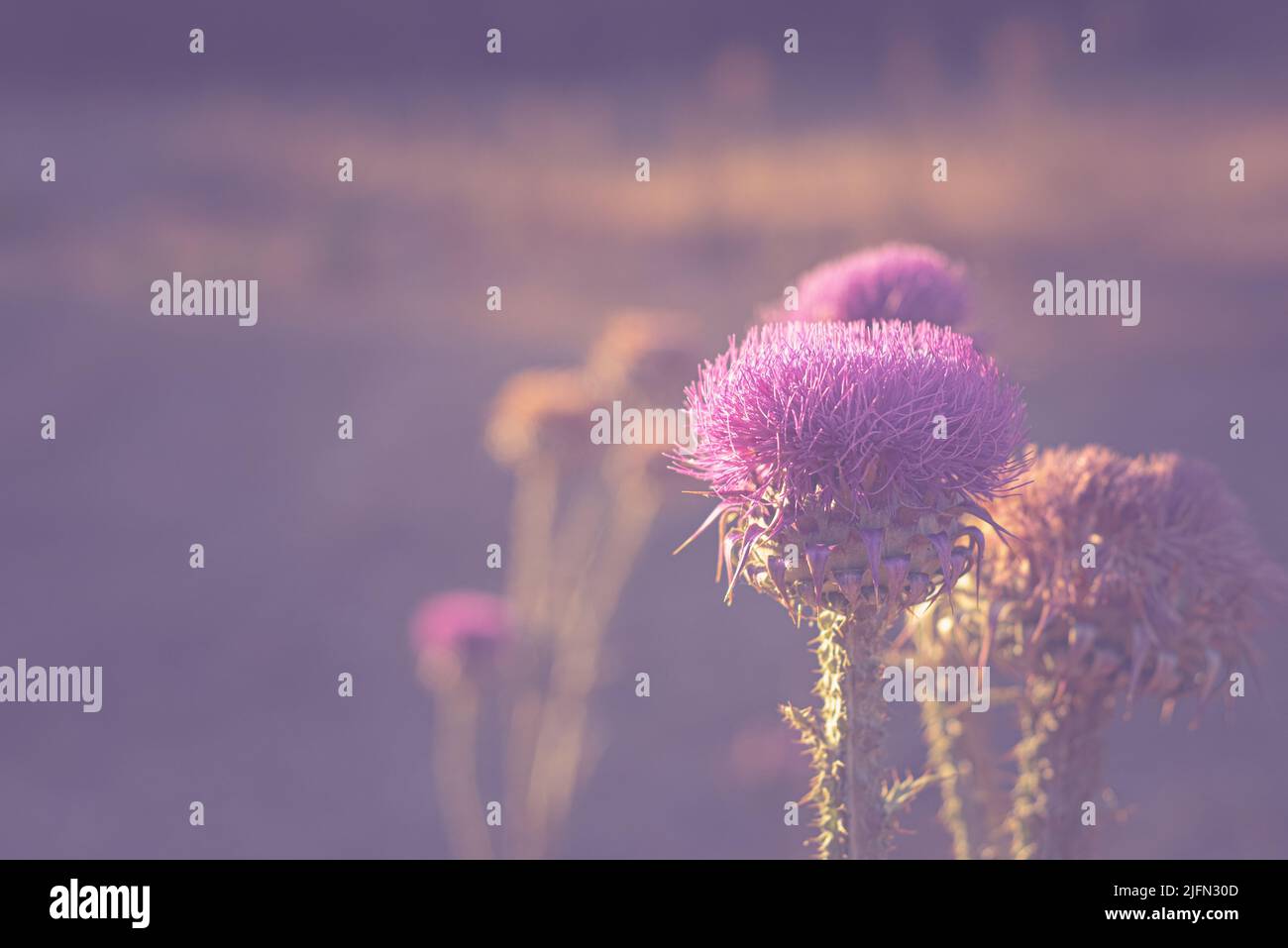 Fioriture (fioritura). Vista e sfondo morbido con Thistle di cotone (Onopordum acanthium). Foto Stock