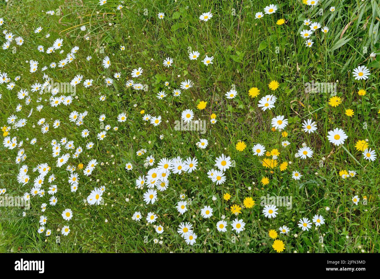 Primo piano delle margherite di Oxeye e dei Dandelions che crescono selvaggi in erba, UKI Foto Stock