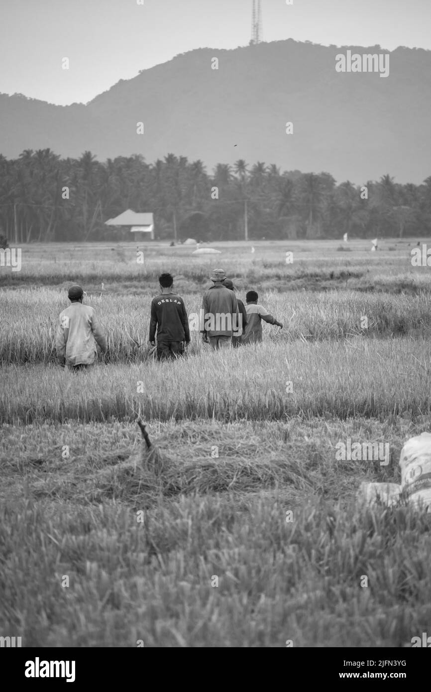 Un gruppo di agricoltori che camminano nel mezzo di un campo di riso, Aceh, Indonesia. Foto Stock