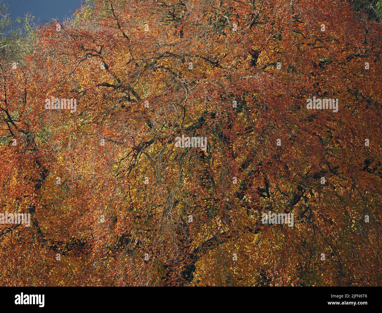 Disegno astratto di cappottatura di faggio di rame in autunno con rami ombreggiati pesanti che rompono le tonalità dorate del fogliame di autunno - Cumbria, Inghilterra, Regno Unito Foto Stock