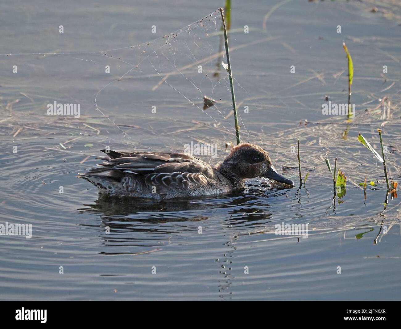 Teal Eurasiano (Anas crecca) in inverno piderling caccia piovane in rete di vivai sopra palude allagata a Leighton Moss, RSPB NR Lancashire, Inghilterra, UK Foto Stock