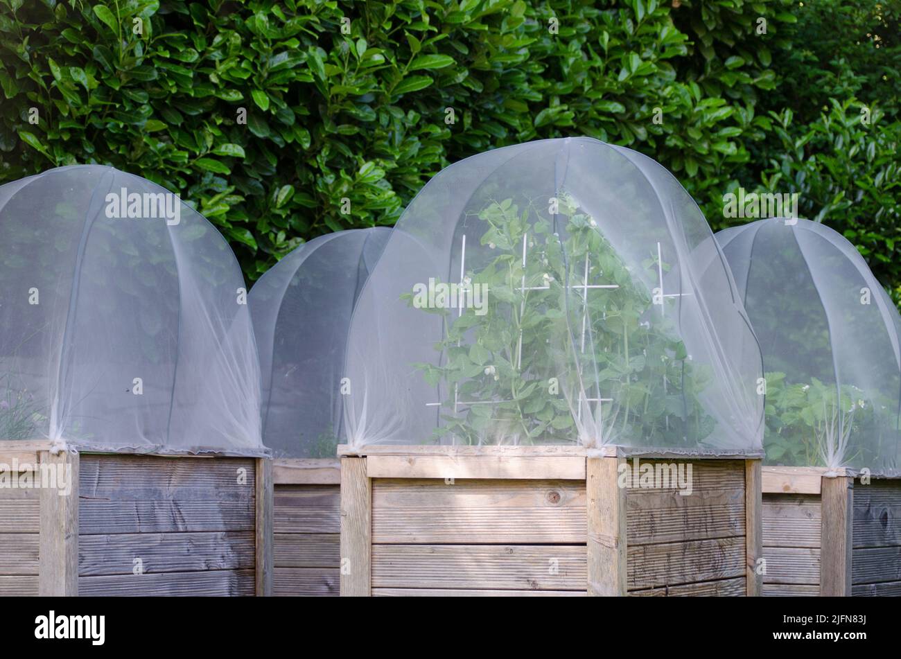 Gruppo di letti rialzati in giardino. Le coperture proteggono le piante contro la peste. I piselli e le fragole dello zucchero si sviluppano nei letti. Foto Stock
