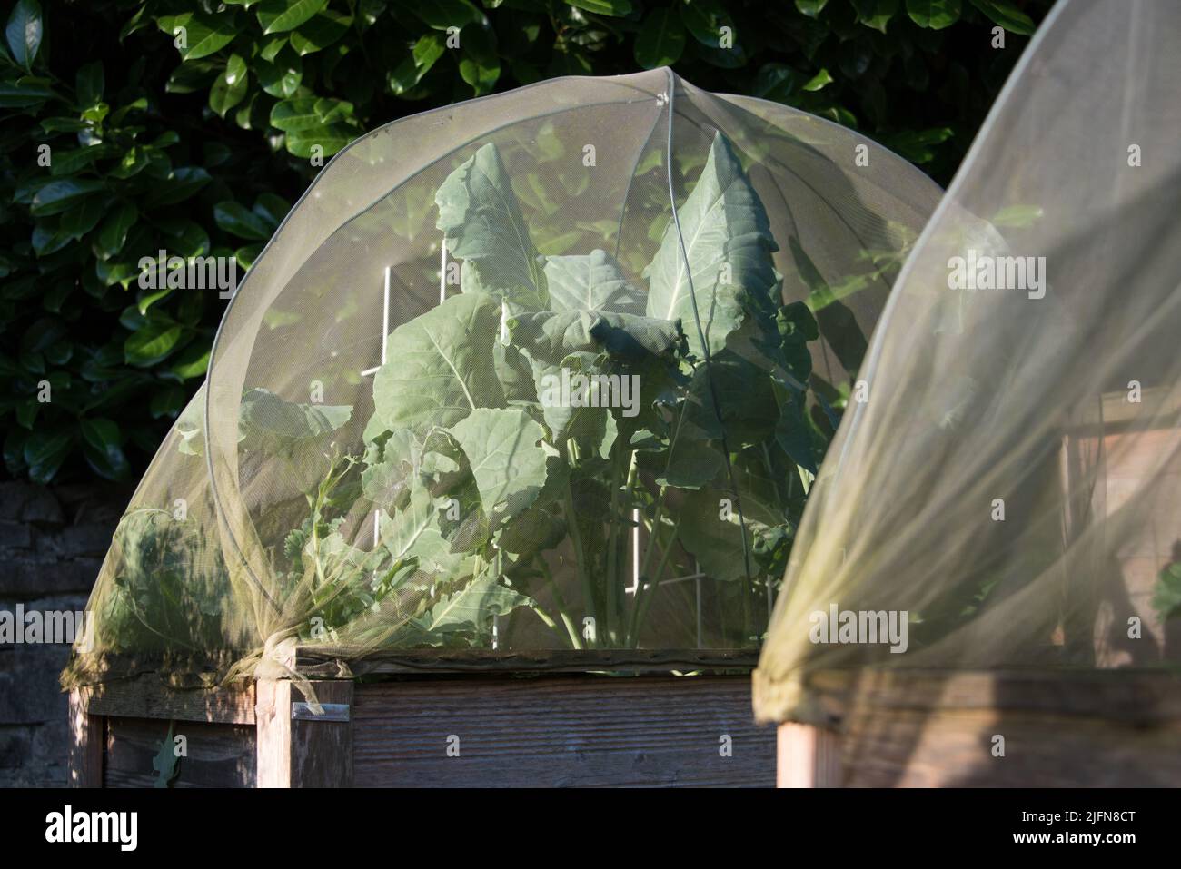 kohlrabi che cresce in un letto sopraelevato sotto una rete Foto Stock