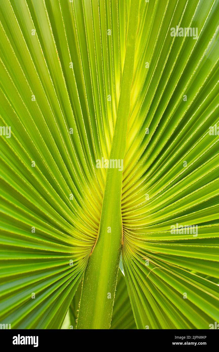 Foglia di palma verde di Palma Talipot (Corypha umbraculifera L.) Foto Stock