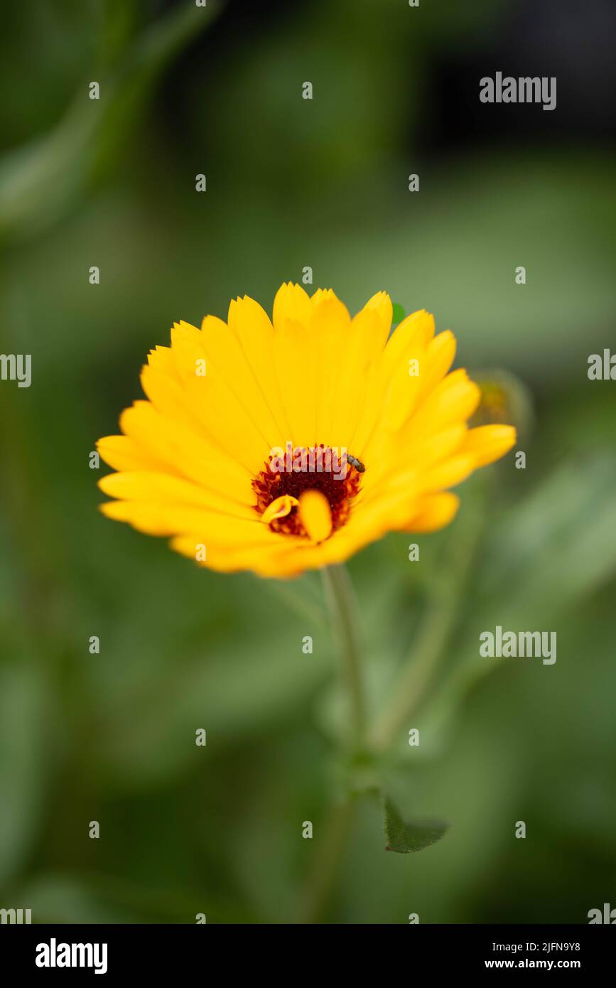 Immagini scattate di famosi fiori da giardino che fioriscono durante l'estate nel Regno Unito tra gli appassionati giardinieri e orticoltori Foto Stock