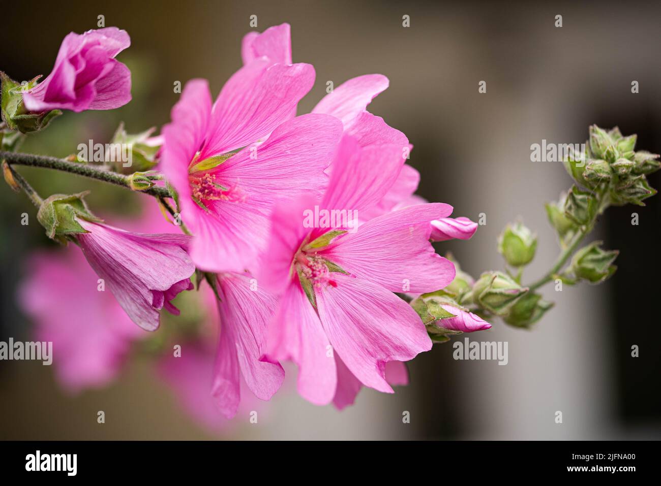Immagini scattate di famosi fiori da giardino che fioriscono durante l'estate nel Regno Unito tra gli appassionati giardinieri e orticoltori Foto Stock