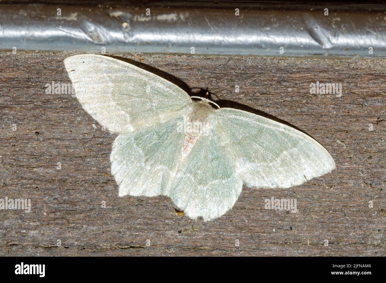 Piccola falena smeraldo (Jodis lattearia) Sussex, Regno Unito Foto Stock