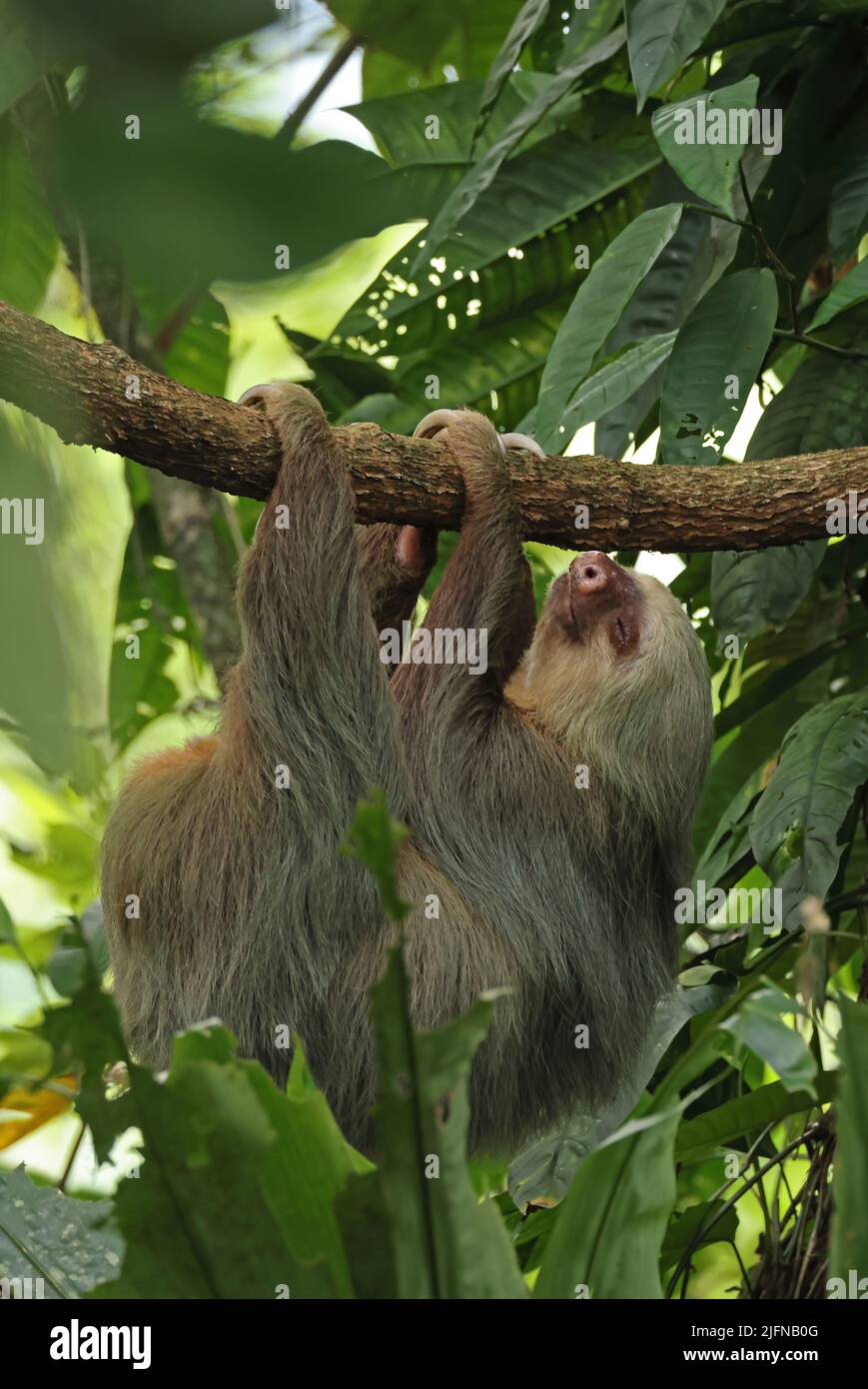 Hoffmann's Two-toed Sloth (Choloepus hoffmanni hoffmanni) adulto appeso al ramo Costa Rica Marzo Foto Stock
