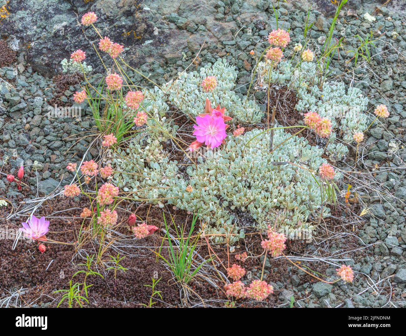 ammortizza i fiori di grano saraceno e di radice di bitterroot in una glade rocciosa vicino augusta, montana Foto Stock