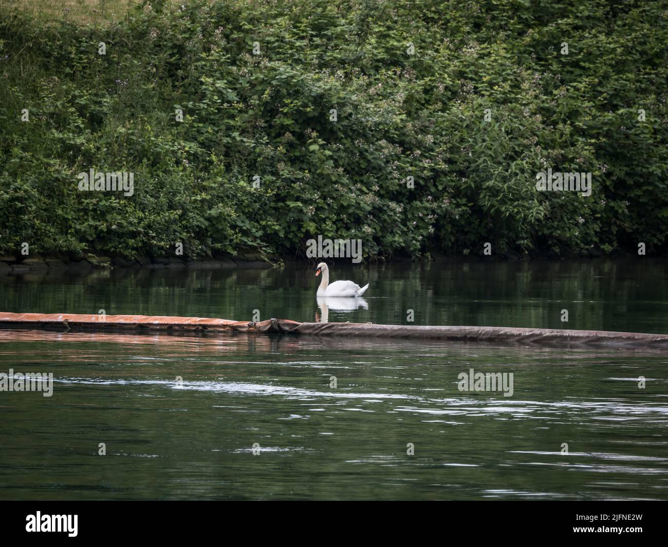 Mattina tranquilla sul Reno con un cigno, Basilea, Svizzera Foto Stock