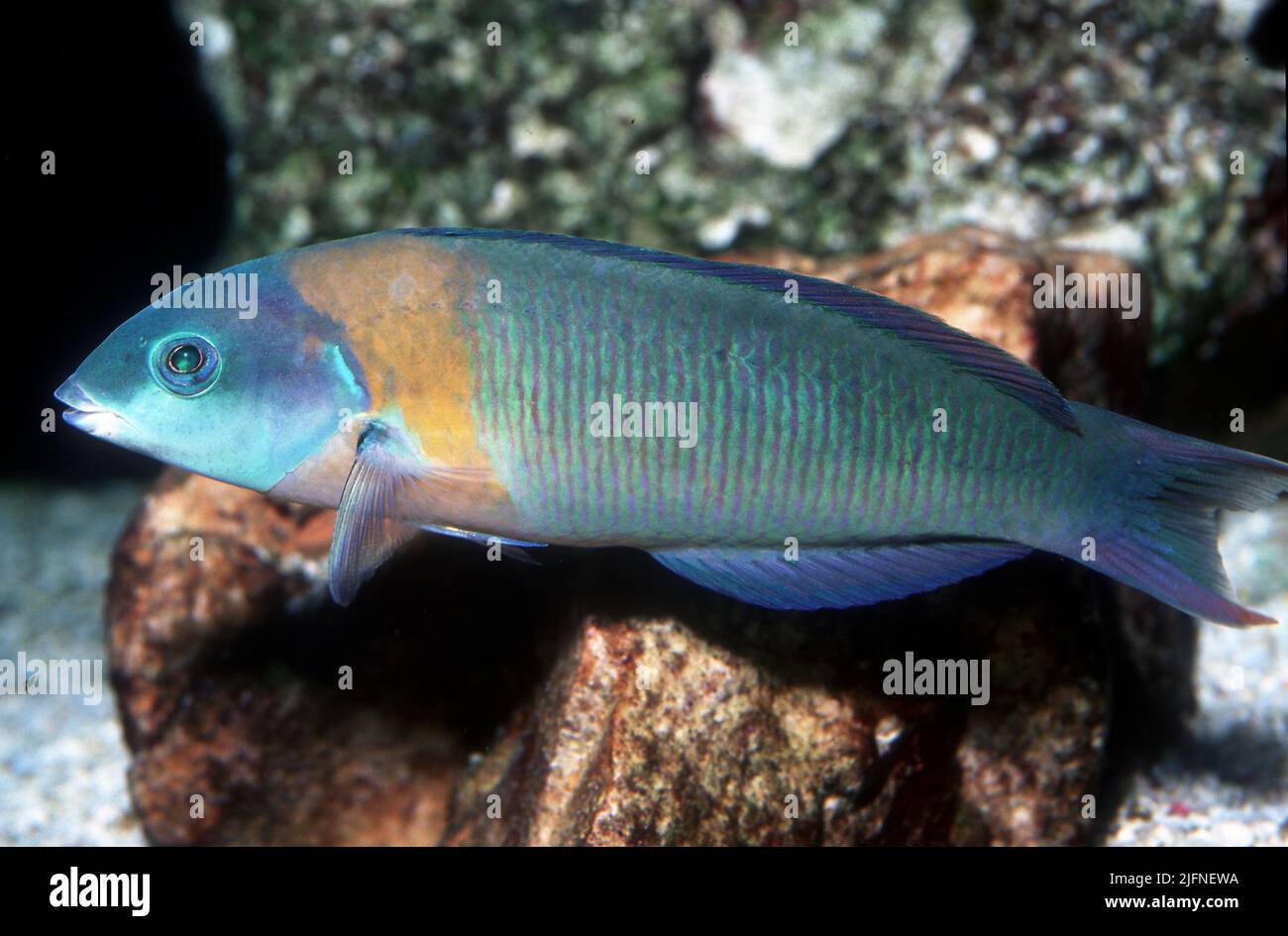 Sella Wrasse, Thalassoma duperrey. Foto Stock