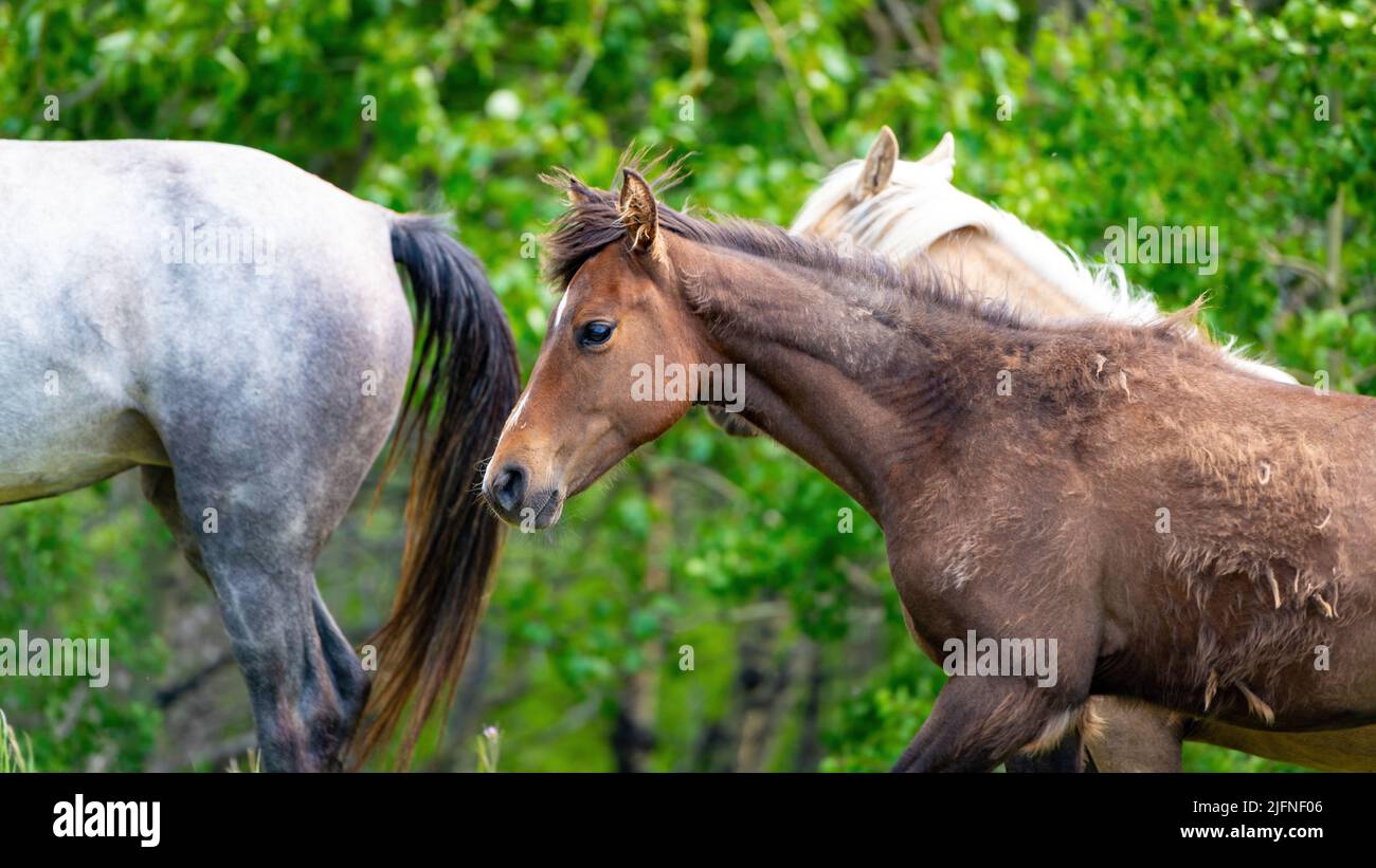 Giovane culto seguendo il resto degli uditi nella natura selvaggia del Montana Foto Stock