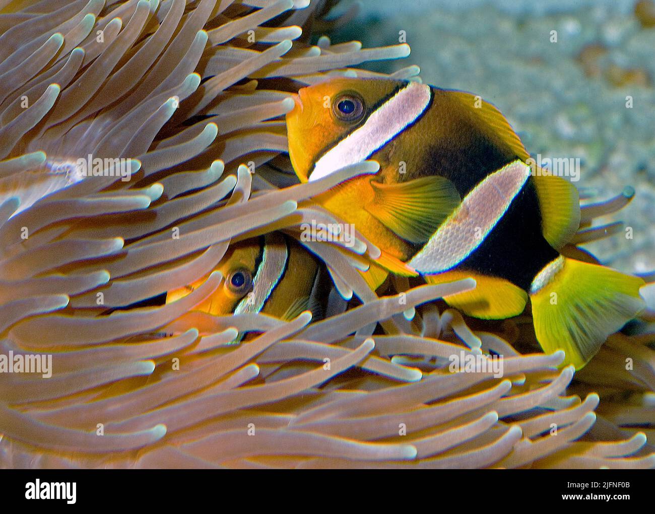Anemonefish di Clark, Amphiprion clarkii Foto Stock