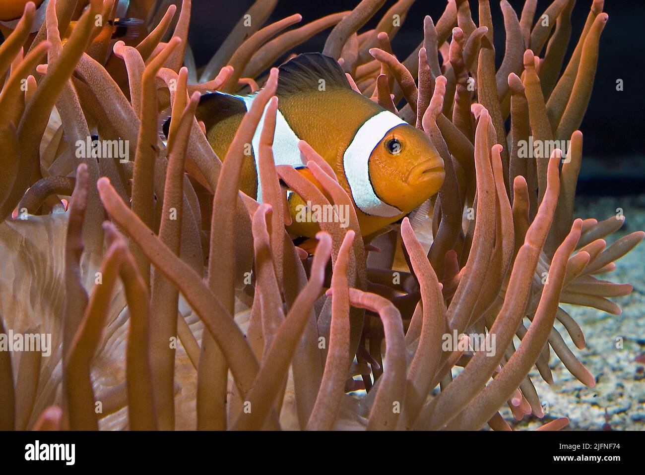 Ocellaris Clownfish (Amphiprion ocellaris) tra i tentacoli di un anemone di mare ospite (Entachmaea quadricolor). Foto Stock