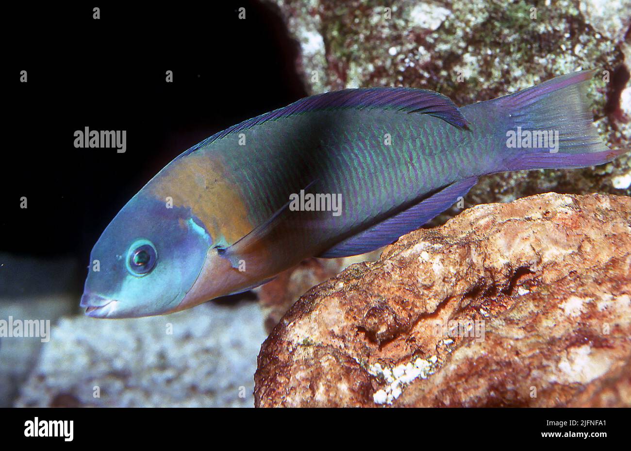 Sella Wrasse, Thalassoma duperrey. Foto Stock