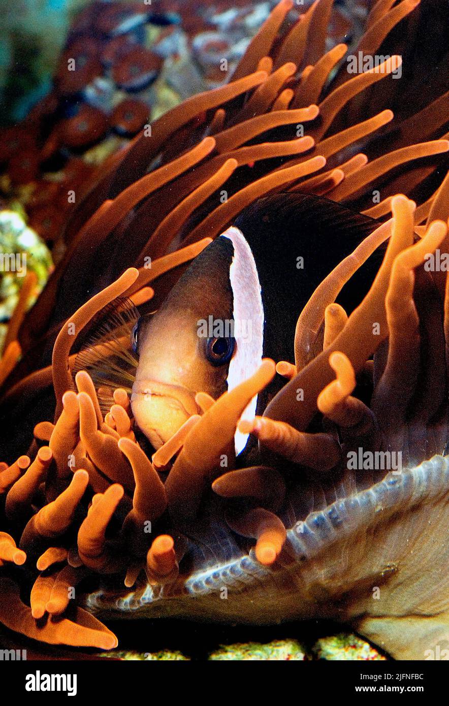 Un esemplare di pesce pagliaccio di pomodoro (Amphiprion cfr frenatus) che presenta colori atipici con corpo quasi marrone e coda marrone chiaro (quasi bianca). IO Foto Stock
