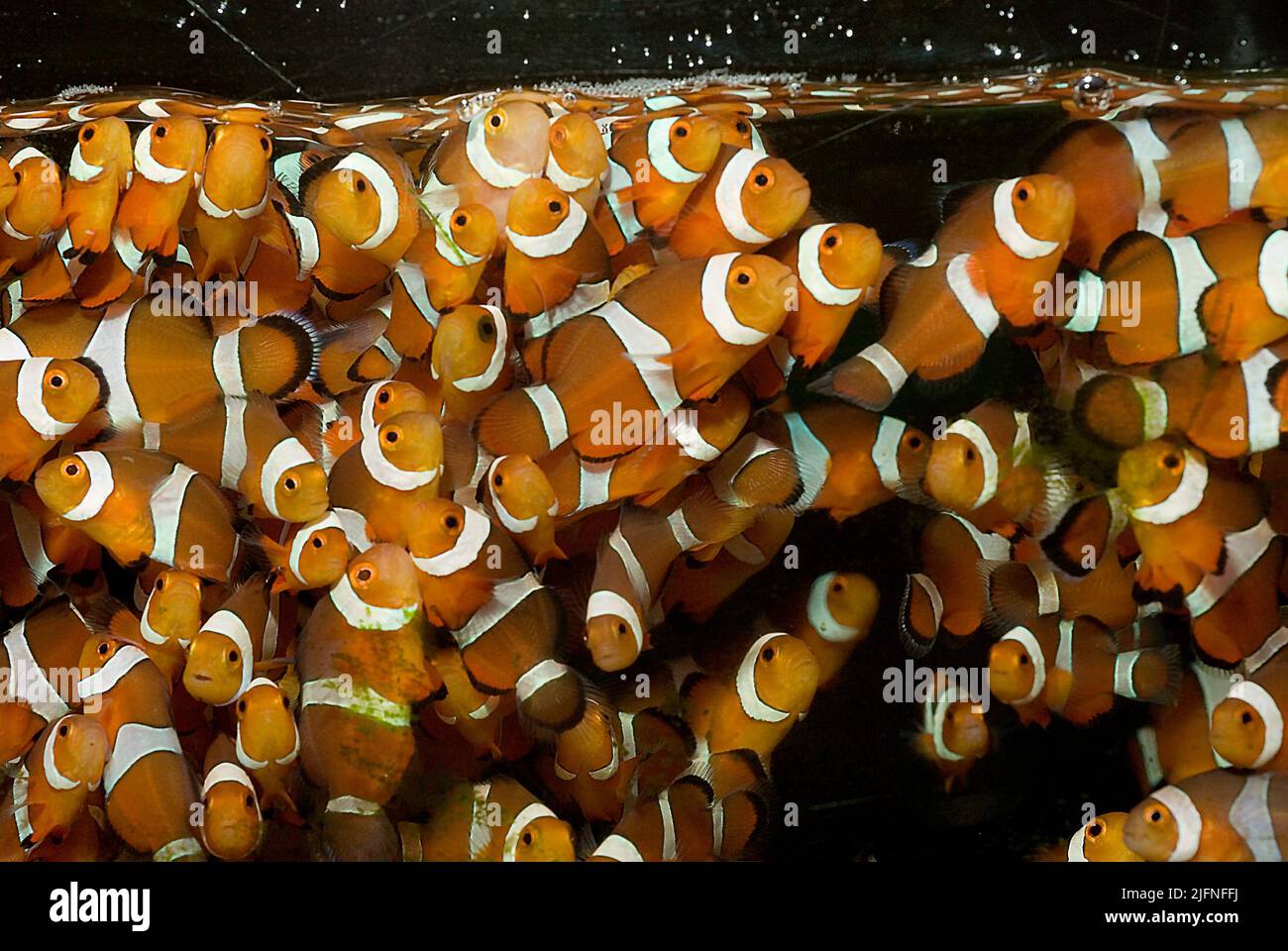 Ocellaris giovanile pesce pagliaccio (anfibprion ocellaris) allevato in cattività. Foto Stock