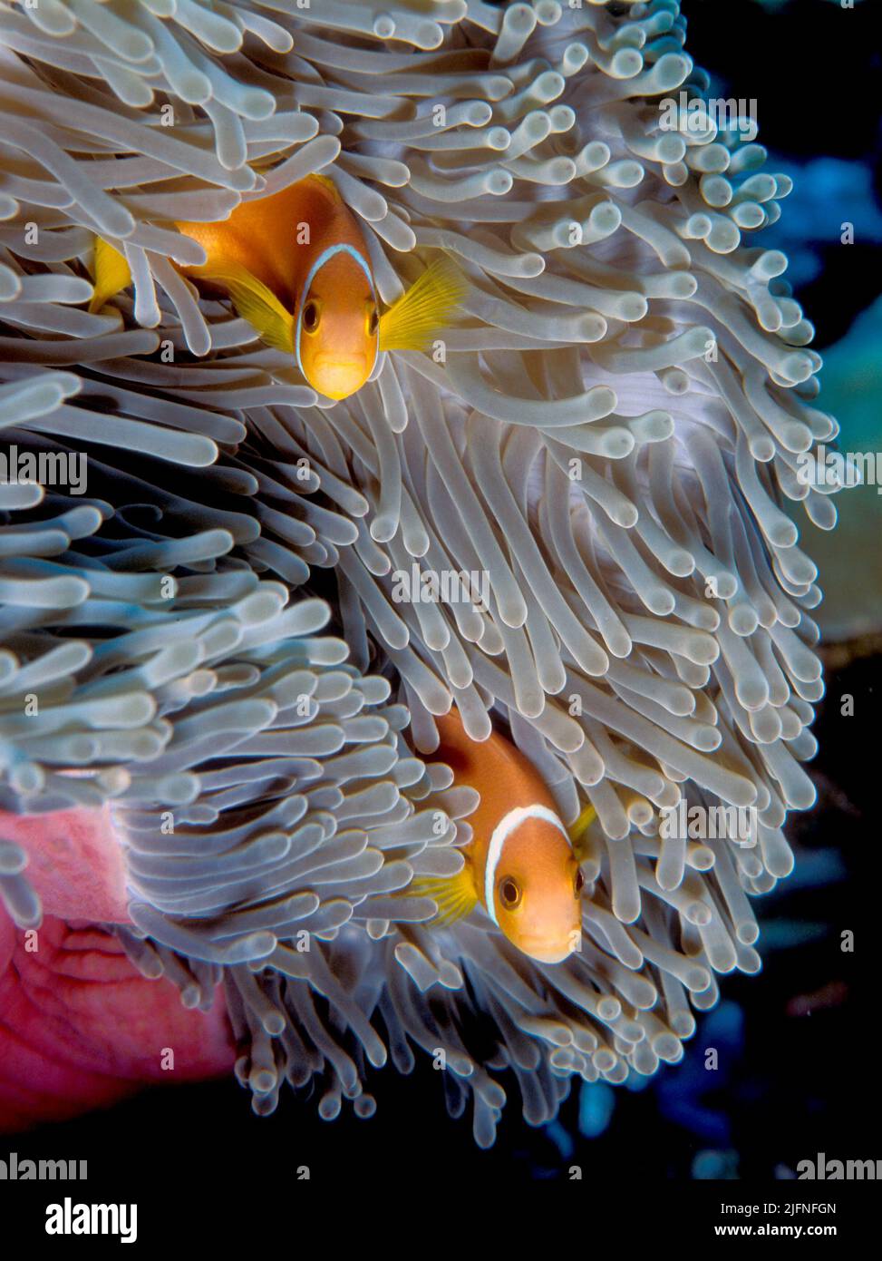 Un paio di Maldive anemonefish (Anemone nigripes) nel magnifico Anemone (Heteractis magnifica) Foto Stock