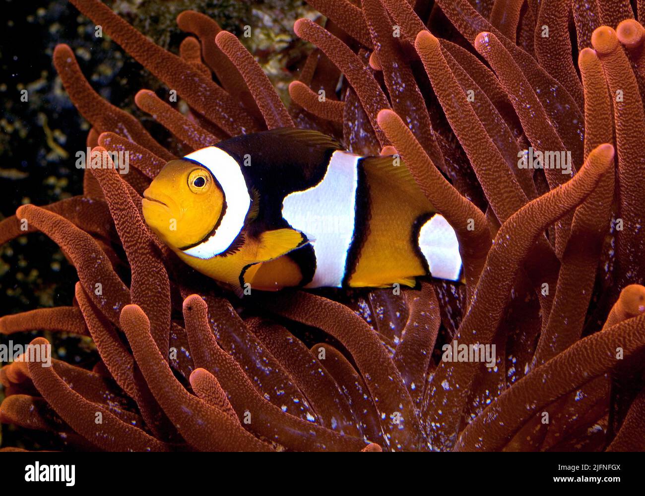 Perculaa Clownfish, Anfibprion percula. Foto Stock