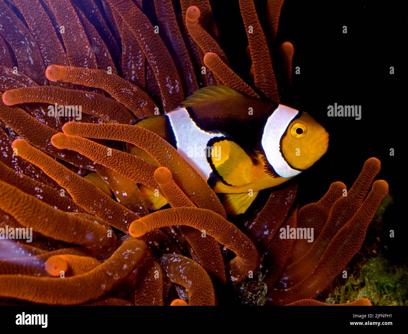 Perculaa Clownfish, Anfibprion percula. Foto Stock