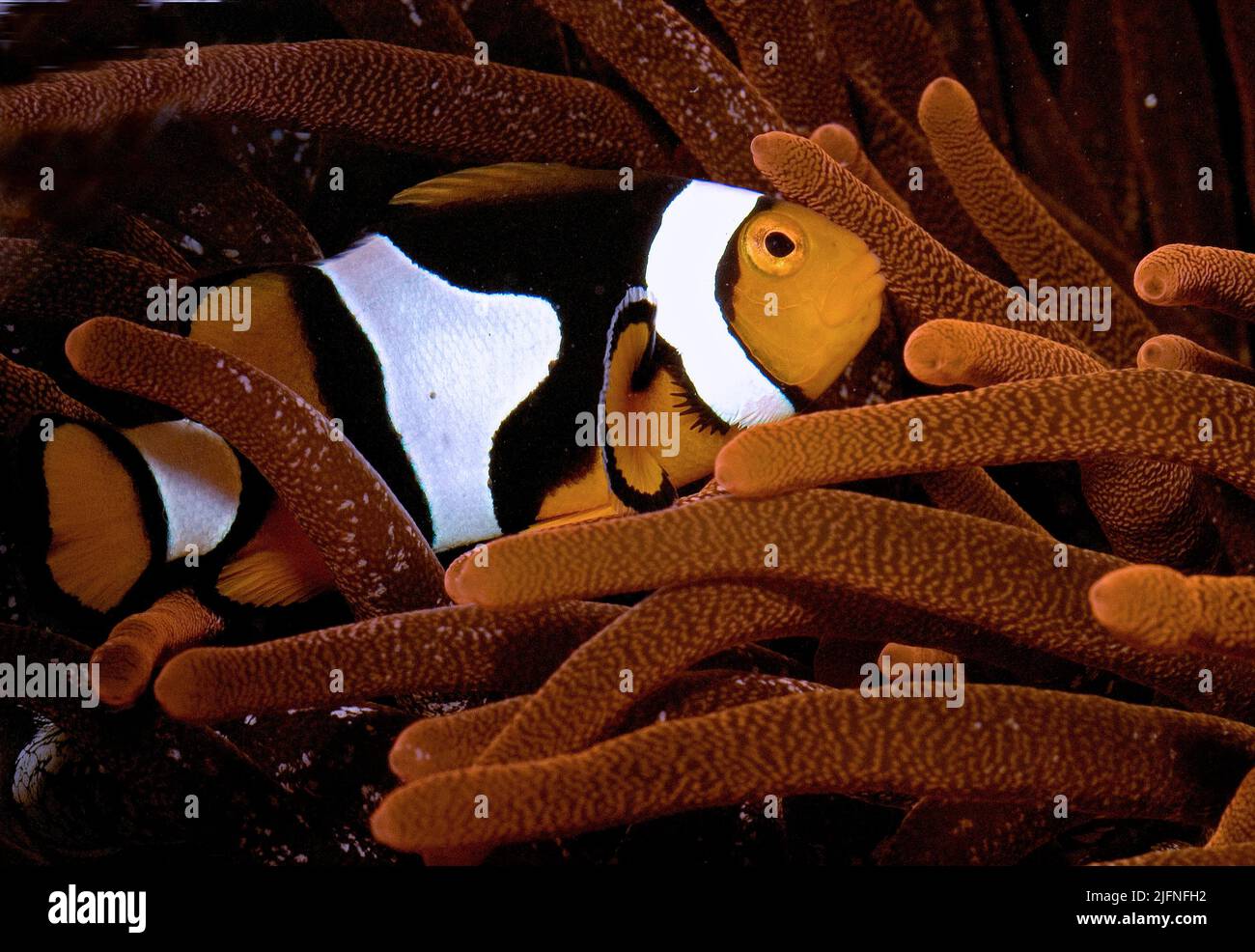 Percula Clownfish, anfibprion percula. Foto Stock