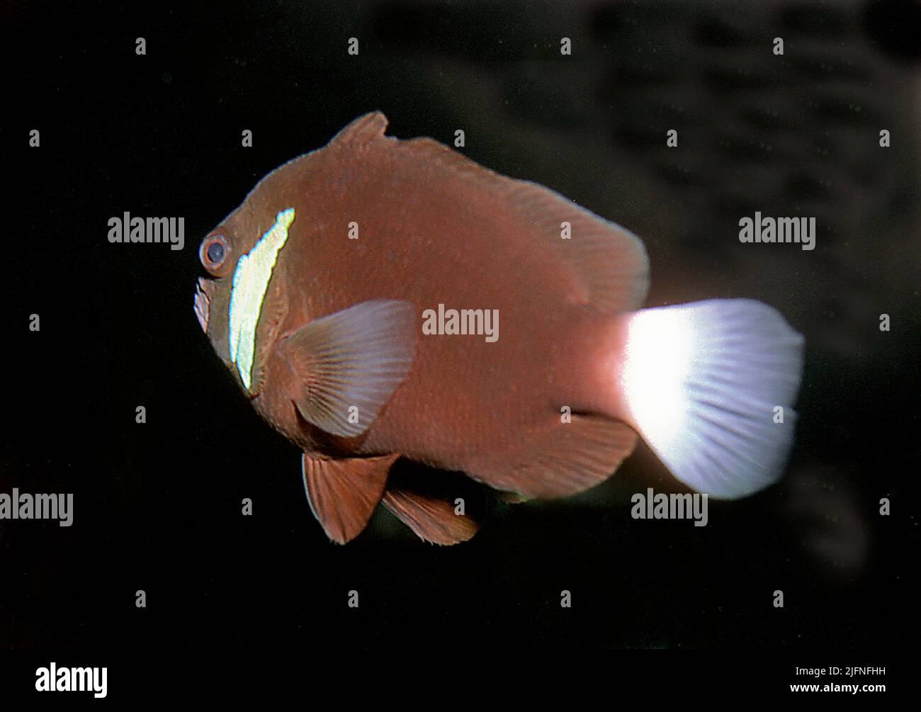 Lord Howe Clownfish (o Clownfish di McCulloch), Amphiprion mccullochi, da Lord Howe Island. Foto Stock