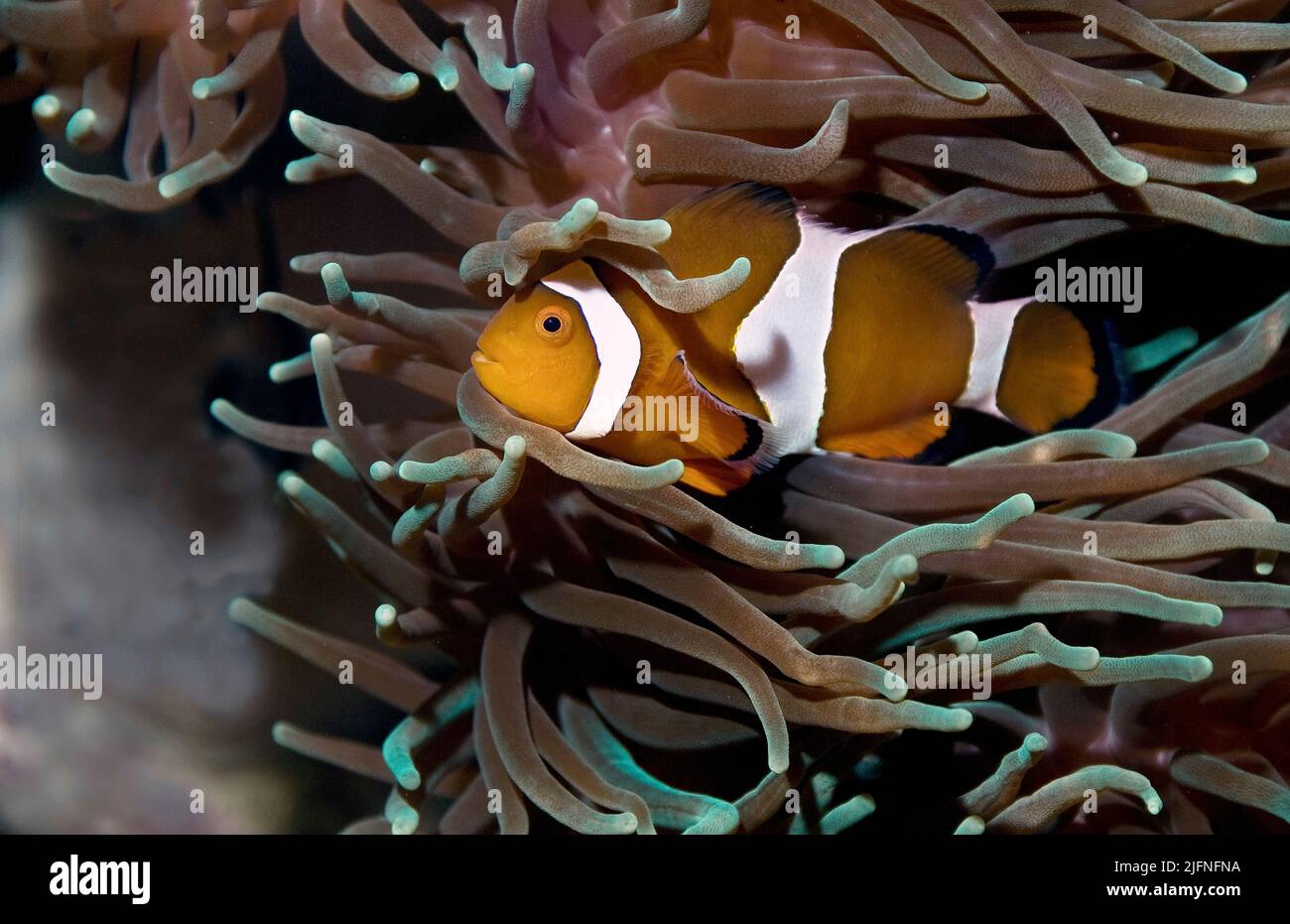 'NEMO' o Clownfish (Amphiprion ocellaris) tra i tentacoli di un anemone di mare ospite (Heteractis crisa). Foto Stock