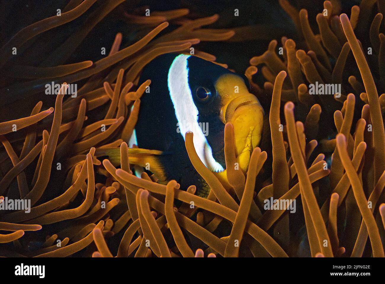 Anemonefish di Clark, Amphiprion clarkii, nell'anemone di mare ospitante Entachmaea quadricolor. Foto Stock