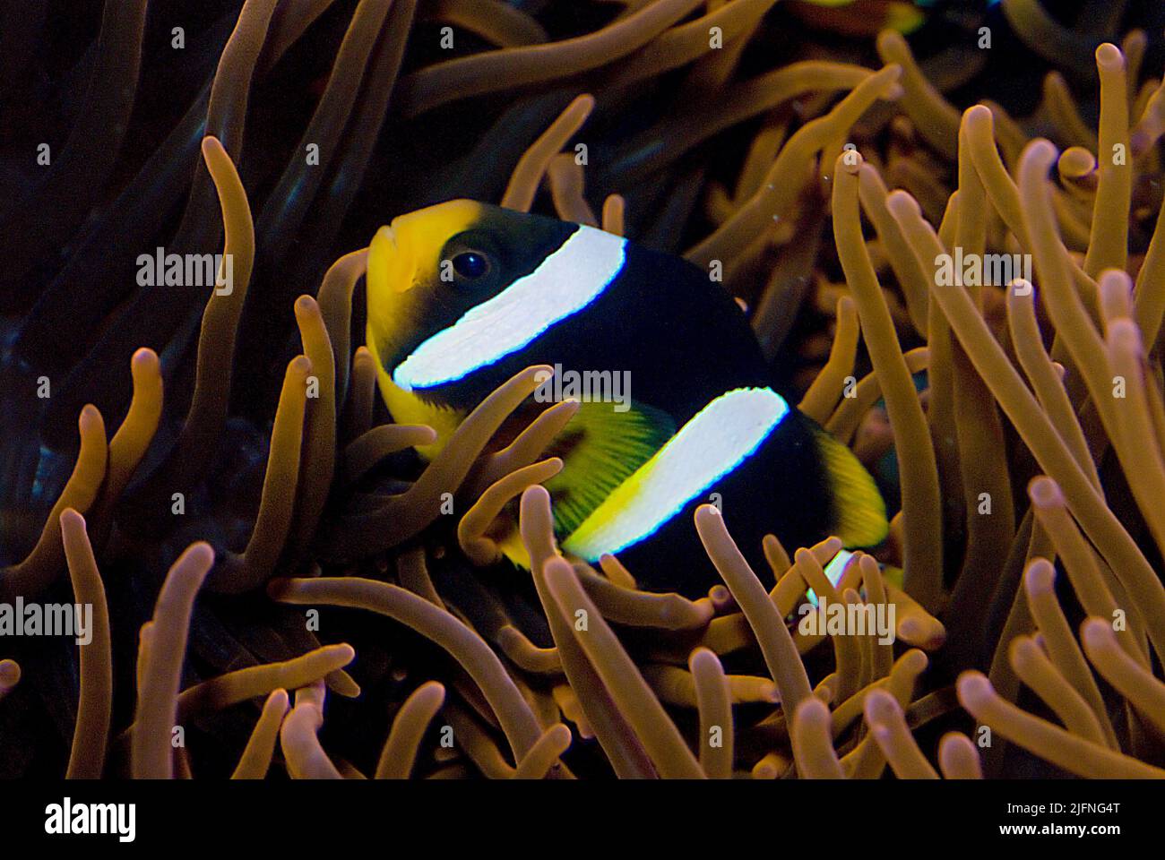 Anemonefish di Clark, Amphiprion clarkii, nell'anemone di mare ospitante Entachmaea quadricolor. Foto Stock