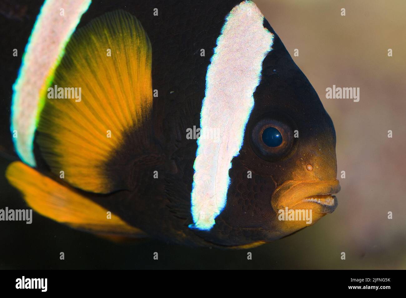 Anemonefish di Clark, Amphiprion clarkii. Foto Stock