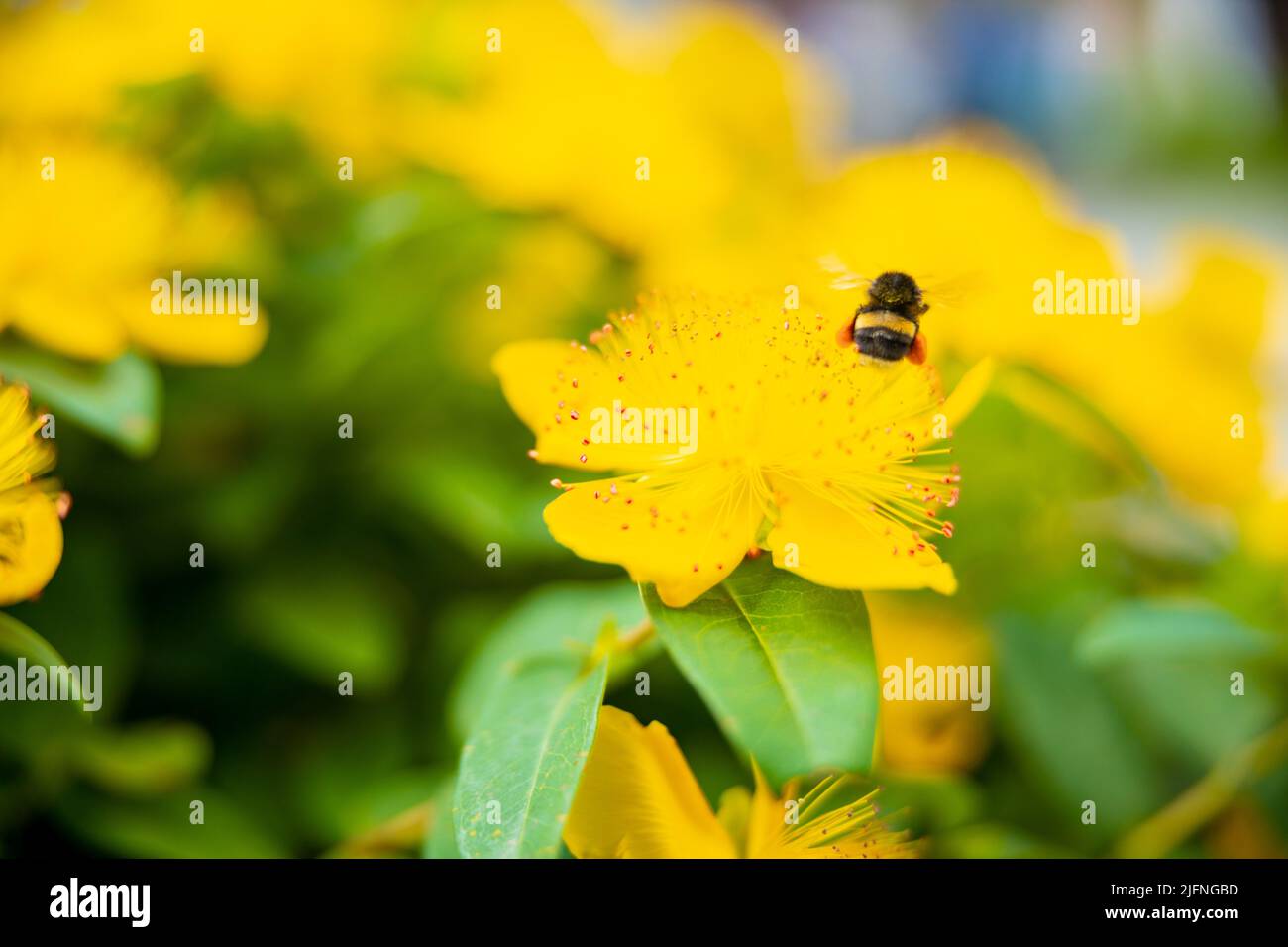 Ape miele raccolta nettare da un fiore giallo in estate. Foto utile per il design o banner Web. Foto di alta qualità Foto Stock