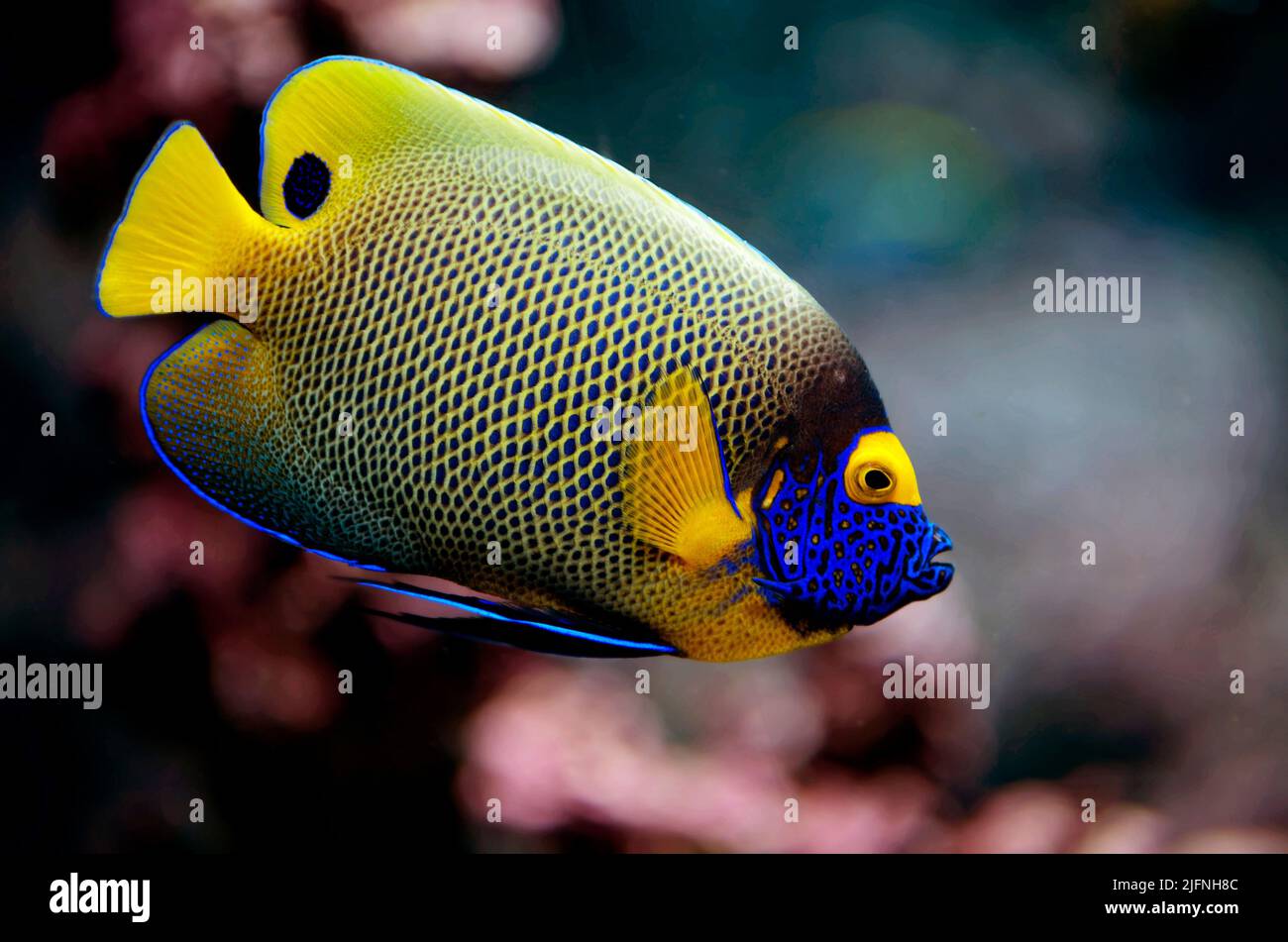 Blueface angelfish, Pomacanthus xanthometopon. Foto Stock