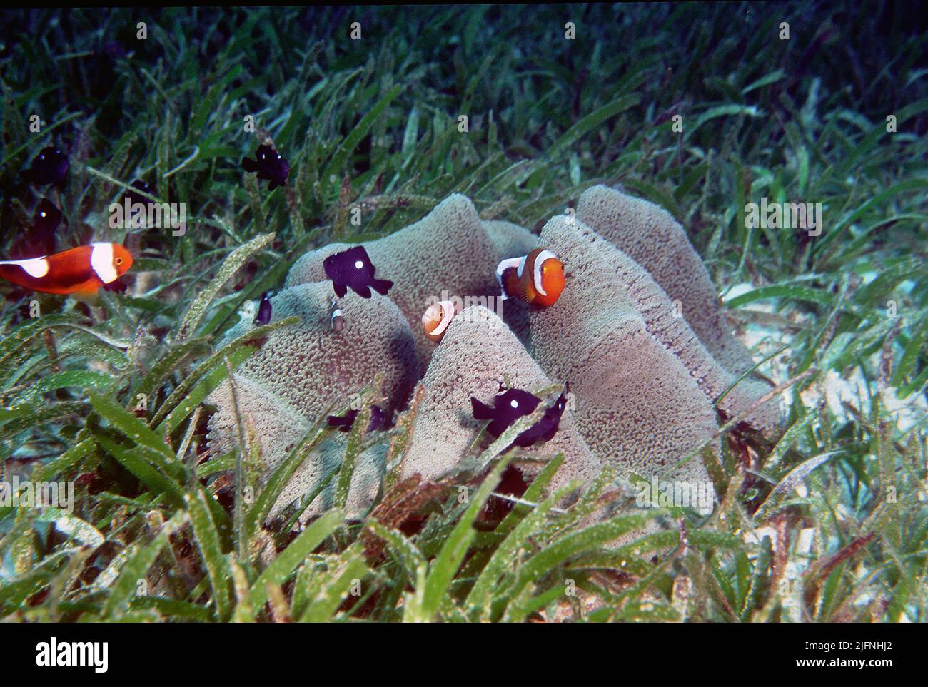 Sabbleback Clownfishesd (Amphiprion polymnus) e Dascyllus a tre macchie (Dascyllus trimaculatus) in associazione con l'anemone del mare ospite (Stichodac Foto Stock