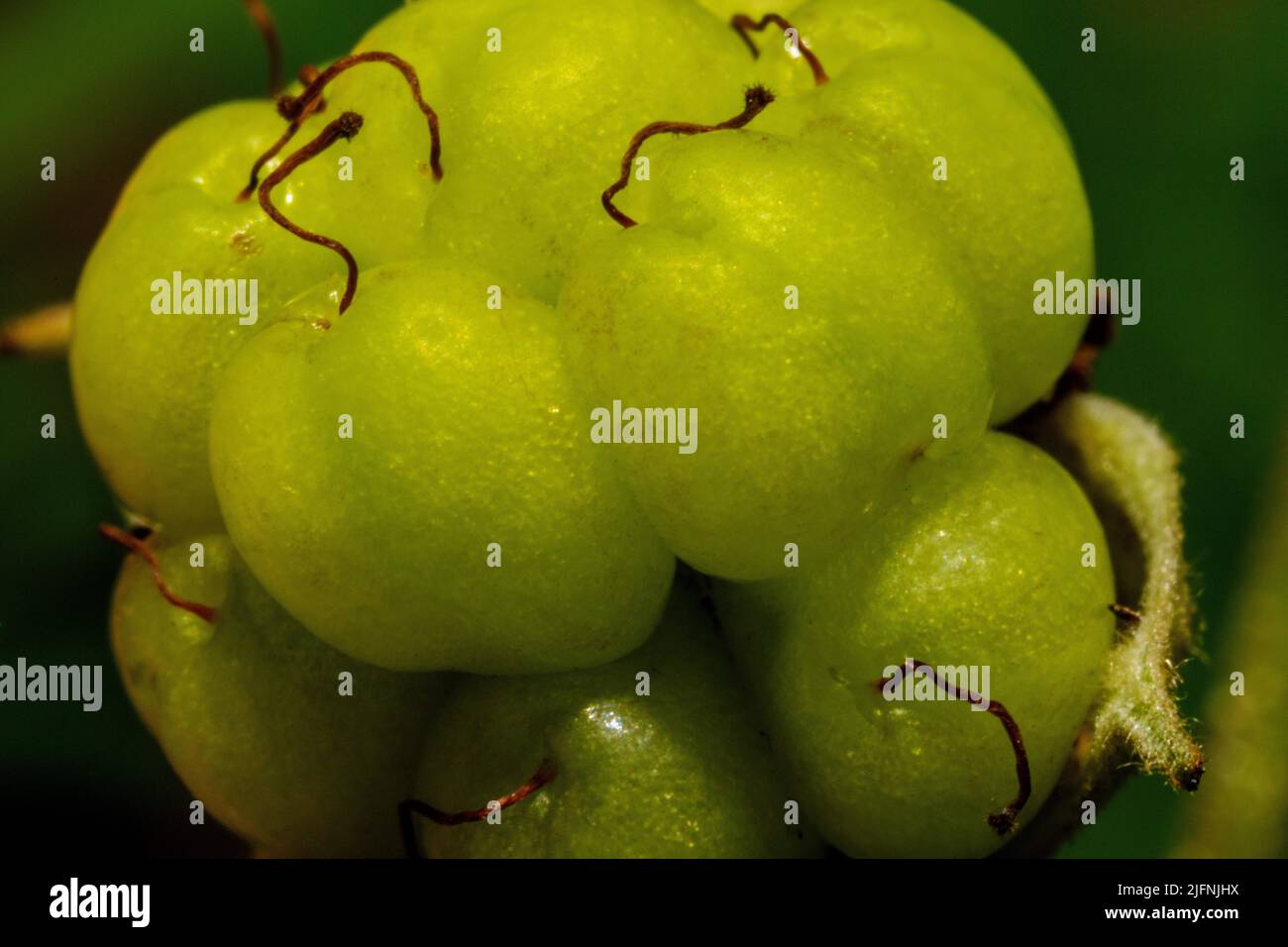 Particolare di bacche immature in verde calce crescita di colore selvaggio nella natura Foto Stock