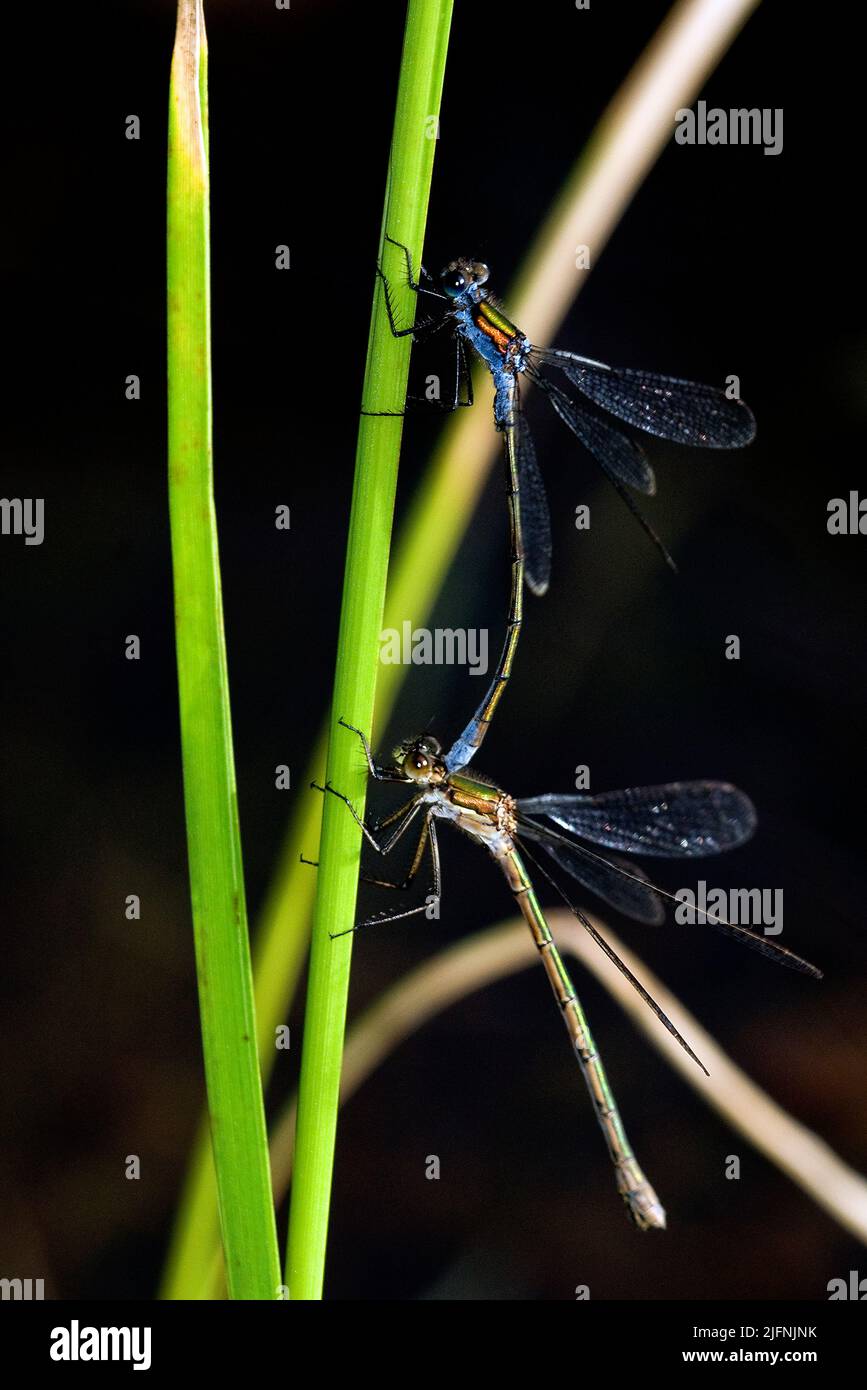 Coppia di Smeraldo Damselfly, Lestes spugsa, accoppiamento. Maschio in alto. Foto Stock